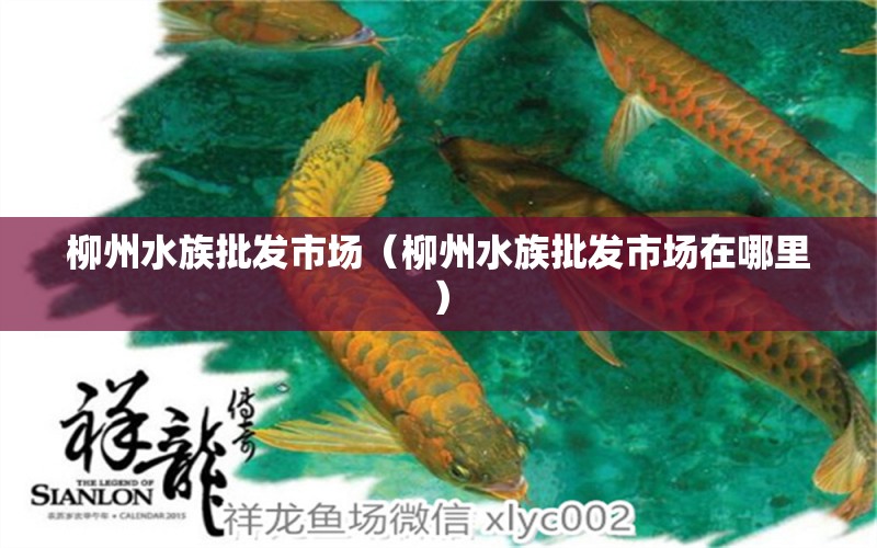 柳州水族批發(fā)市場（柳州水族批發(fā)市場在哪里） 觀賞魚水族批發(fā)市場