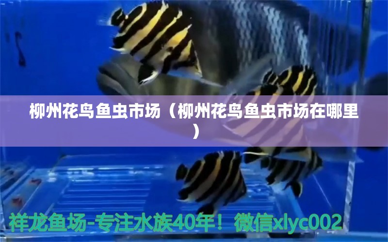 柳州花鳥(niǎo)魚(yú)蟲(chóng)市場(chǎng)（柳州花鳥(niǎo)魚(yú)蟲(chóng)市場(chǎng)在哪里） 觀賞魚(yú)水族批發(fā)市場(chǎng)