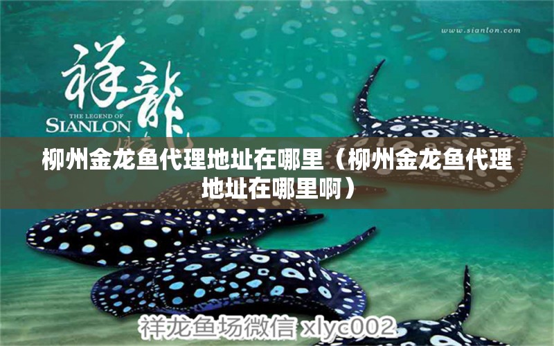 柳州金龍魚代理地址在哪里（柳州金龍魚代理地址在哪里?。?祥龍水族醫(yī)院