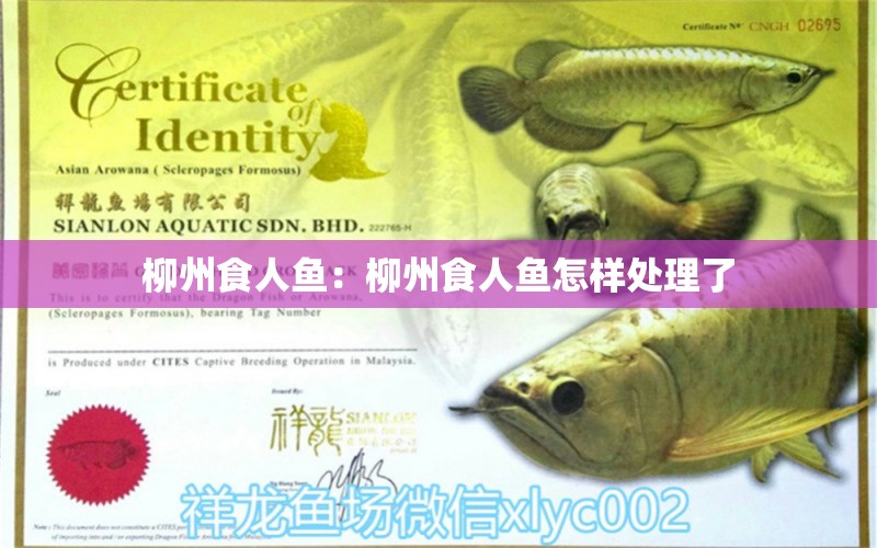 柳州食人魚：柳州食人魚怎樣處理了 食人魚（水虎）