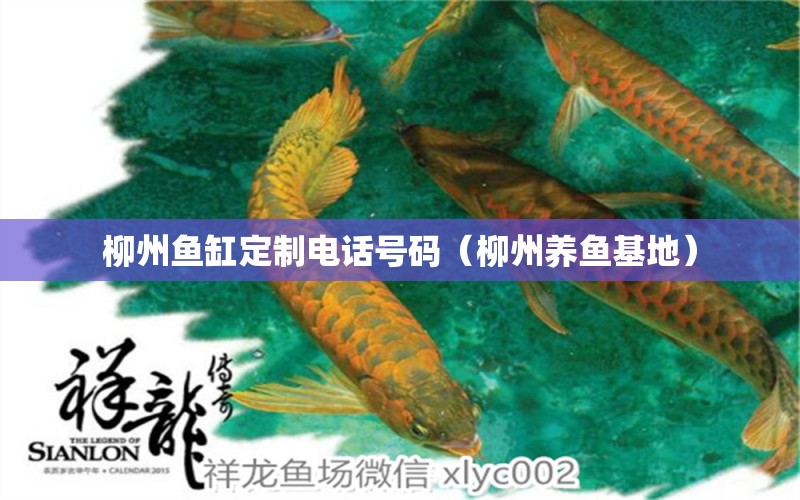 柳州魚缸定制電話號(hào)碼（柳州養(yǎng)魚基地）