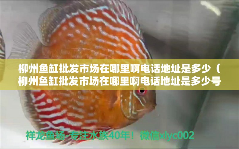 柳州魚(yú)缸批發(fā)市場(chǎng)在哪里啊電話地址是多少（柳州魚(yú)缸批發(fā)市場(chǎng)在哪里啊電話地址是多少號(hào)）