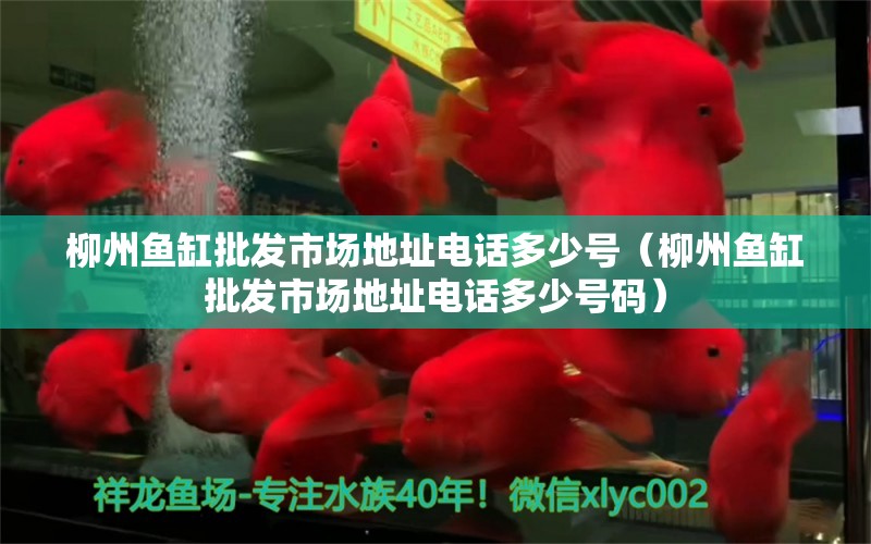 柳州魚缸批發(fā)市場地址電話多少號（柳州魚缸批發(fā)市場地址電話多少號碼） 觀賞魚市場（混養(yǎng)魚）