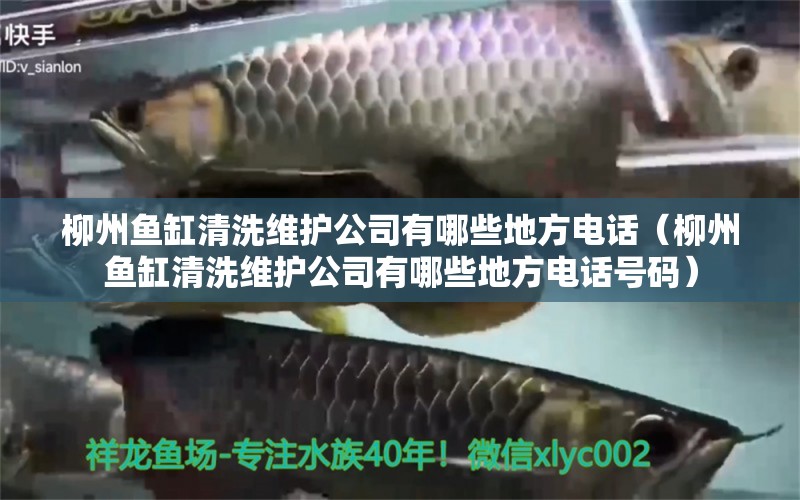 柳州魚缸清洗維護(hù)公司有哪些地方電話（柳州魚缸清洗維護(hù)公司有哪些地方電話號碼）