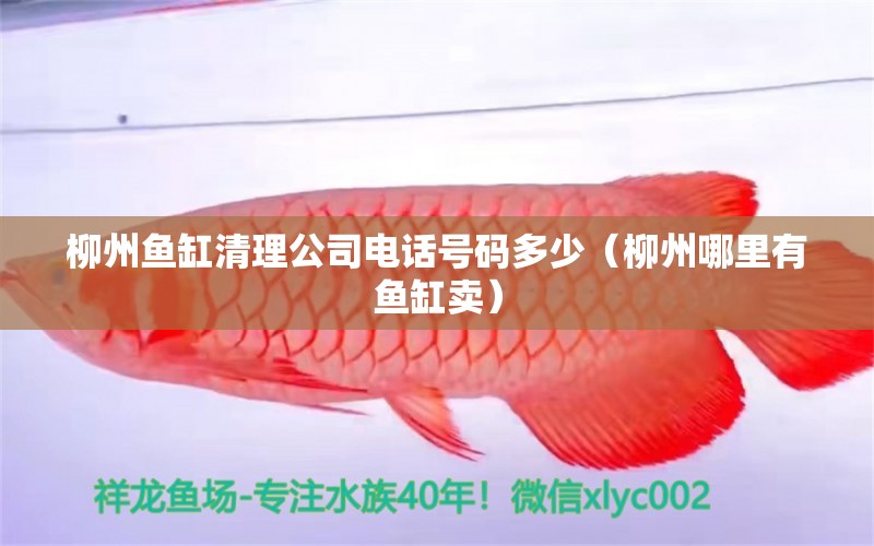 柳州魚缸清理公司電話號(hào)碼多少（柳州哪里有魚缸賣） 白子關(guān)刀魚苗