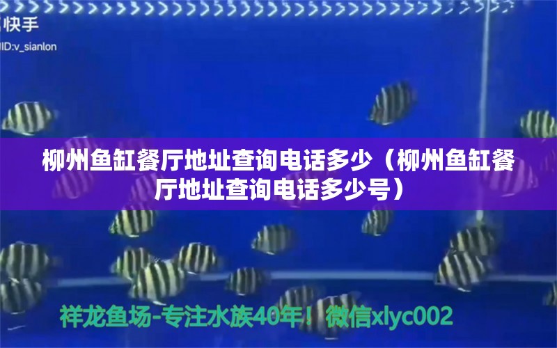 柳州魚(yú)缸餐廳地址查詢電話多少（柳州魚(yú)缸餐廳地址查詢電話多少號(hào)）