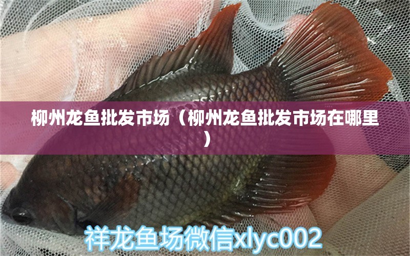 柳州龍魚批發(fā)市場（柳州龍魚批發(fā)市場在哪里）