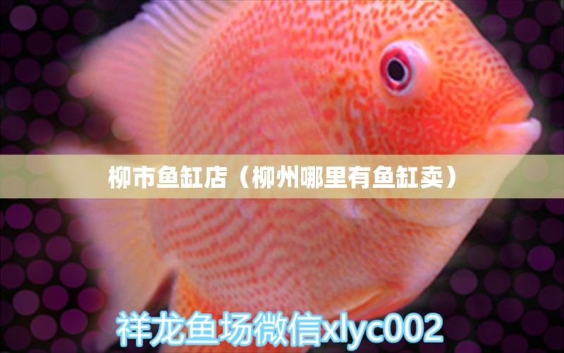 柳市魚缸店（柳州哪里有魚缸賣） 其他品牌魚缸