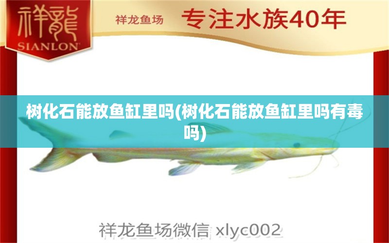 樹化石能放魚缸里嗎(樹化石能放魚缸里嗎有毒嗎) 其它水族用具設(shè)備 第1張