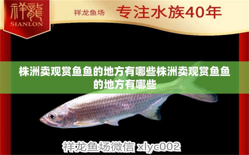 株洲賣觀賞魚魚的地方有哪些株洲賣觀賞魚魚的地方有哪些 魟魚百科