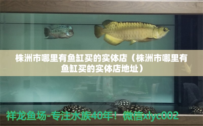 株洲市哪里有魚缸買的實(shí)體店（株洲市哪里有魚缸買的實(shí)體店地址） 特里斯紅外線