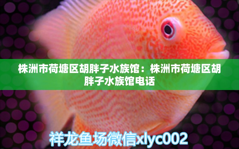 株洲市荷塘區(qū)胡胖子水族館：株洲市荷塘區(qū)胡胖子水族館電話