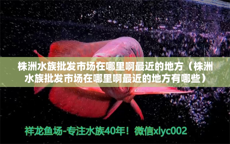 株洲水族批發(fā)市場(chǎng)在哪里啊最近的地方（株洲水族批發(fā)市場(chǎng)在哪里啊最近的地方有哪些） 觀賞魚水族批發(fā)市場(chǎng)