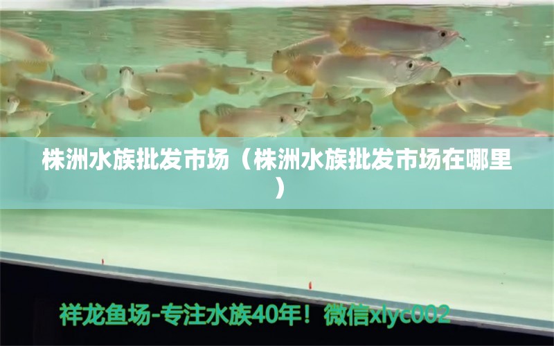 株洲水族批發(fā)市場(chǎng)（株洲水族批發(fā)市場(chǎng)在哪里） 觀賞魚(yú)水族批發(fā)市場(chǎng) 第1張