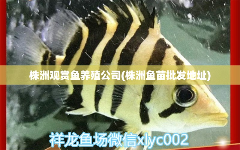 株洲觀賞魚(yú)養(yǎng)殖公司(株洲魚(yú)苗批發(fā)地址) 大正錦鯉魚(yú)