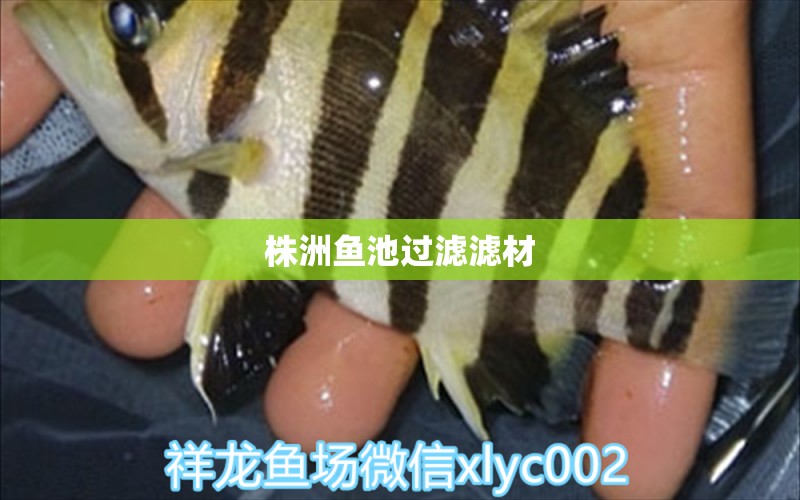 株洲魚池過濾濾材 廣州水族器材濾材批發(fā)市場