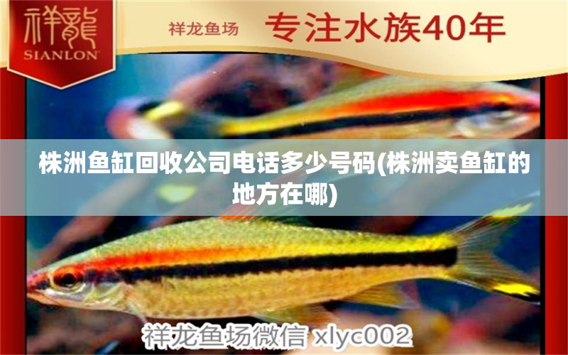 株洲魚缸回收公司電話多少號碼(株洲賣魚缸的地方在哪) 財神鸚鵡魚 第1張