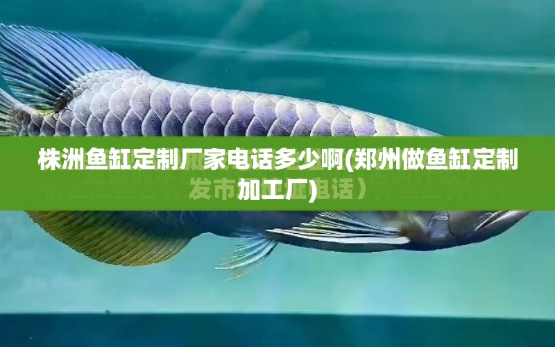 株洲魚缸定制廠家電話多少啊(鄭州做魚缸定制加工廠)