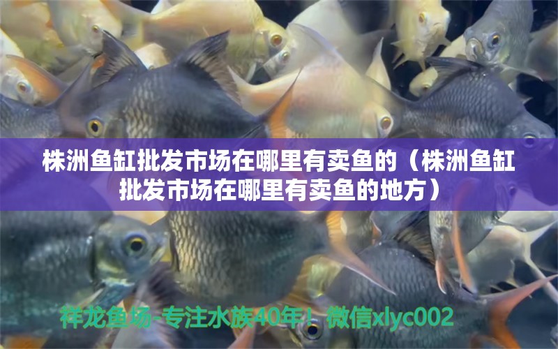 株洲魚缸批發(fā)市場在哪里有賣魚的（株洲魚缸批發(fā)市場在哪里有賣魚的地方） 祥龍水族醫(yī)院