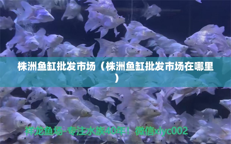 株洲魚缸批發(fā)市場（株洲魚缸批發(fā)市場在哪里） 觀賞魚水族批發(fā)市場