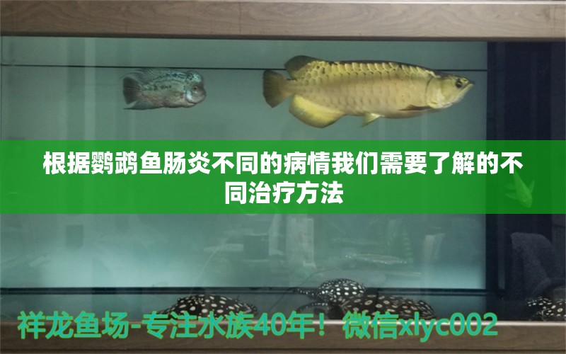 根據(jù)鸚鵡魚腸炎不同的病情我們需要了解的不同治療方法 鸚鵡魚