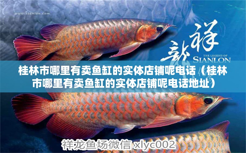 桂林市哪里有賣魚缸的實體店鋪呢電話（桂林市哪里有賣魚缸的實體店鋪呢電話地址） 奈及利亞紅圓點狗頭