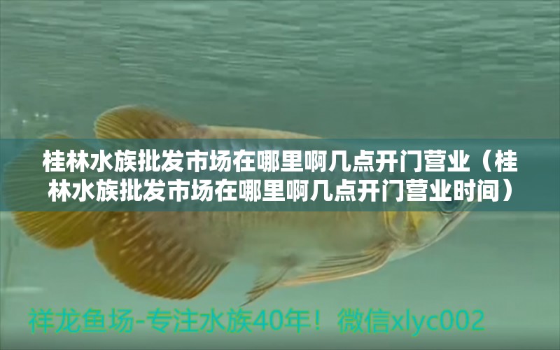 桂林水族批發(fā)市場(chǎng)在哪里啊幾點(diǎn)開(kāi)門(mén)營(yíng)業(yè)（桂林水族批發(fā)市場(chǎng)在哪里啊幾點(diǎn)開(kāi)門(mén)營(yíng)業(yè)時(shí)間） 觀賞魚(yú)水族批發(fā)市場(chǎng)