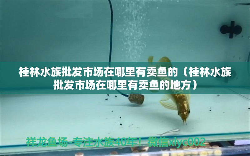 桂林水族批發(fā)市場在哪里有賣魚的（桂林水族批發(fā)市場在哪里有賣魚的地方）