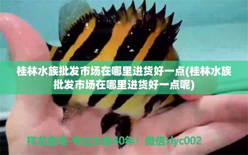 桂林水族批發(fā)市場在哪里進(jìn)貨好一點(桂林水族批發(fā)市場在哪里進(jìn)貨好一點呢) 觀賞魚水族批發(fā)市場