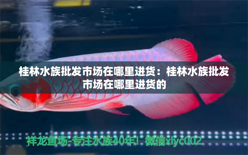 桂林水族批發(fā)市場(chǎng)在哪里進(jìn)貨：桂林水族批發(fā)市場(chǎng)在哪里進(jìn)貨的 觀賞魚(yú)水族批發(fā)市場(chǎng)