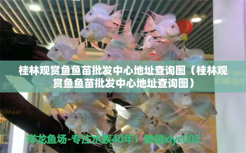 桂林觀賞魚魚苗批發(fā)中心地址查詢圖（桂林觀賞魚魚苗批發(fā)中心地址查詢圖）