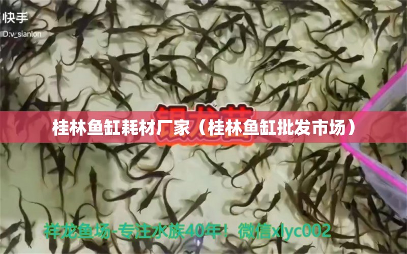 桂林魚缸耗材廠家（桂林魚缸批發(fā)市場） 朱巴利魚