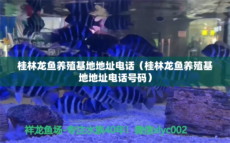 桂林龍魚(yú)養(yǎng)殖基地地址電話（桂林龍魚(yú)養(yǎng)殖基地地址電話號(hào)碼） 觀賞魚(yú)市場(chǎng)（混養(yǎng)魚(yú)）