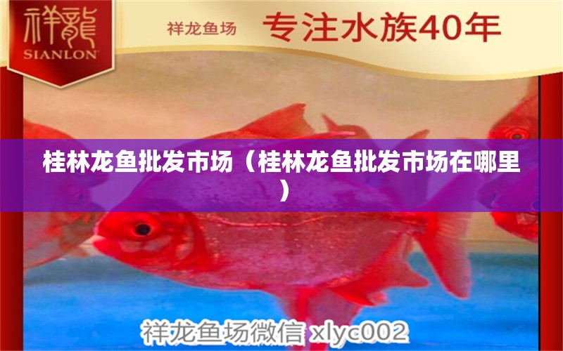 桂林龍魚批發(fā)市場（桂林龍魚批發(fā)市場在哪里） 龍魚批發(fā)