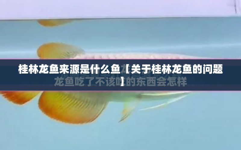 桂林龍魚來源是什么魚【關(guān)于桂林龍魚的問題】 水族問答 第1張