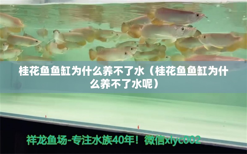 桂花魚魚缸為什么養(yǎng)不了水（桂花魚魚缸為什么養(yǎng)不了水呢）