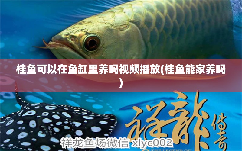 桂魚可以在魚缸里養(yǎng)嗎視頻播放(桂魚能家養(yǎng)嗎) 純血皇冠黑白魟魚