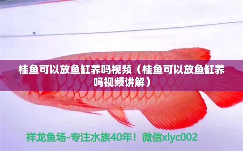 桂魚可以放魚缸養(yǎng)嗎視頻（桂魚可以放魚缸養(yǎng)嗎視頻講解） 伊巴卡魚