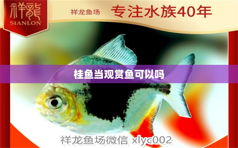 桂魚當(dāng)觀賞魚可以嗎 祥龍魚場