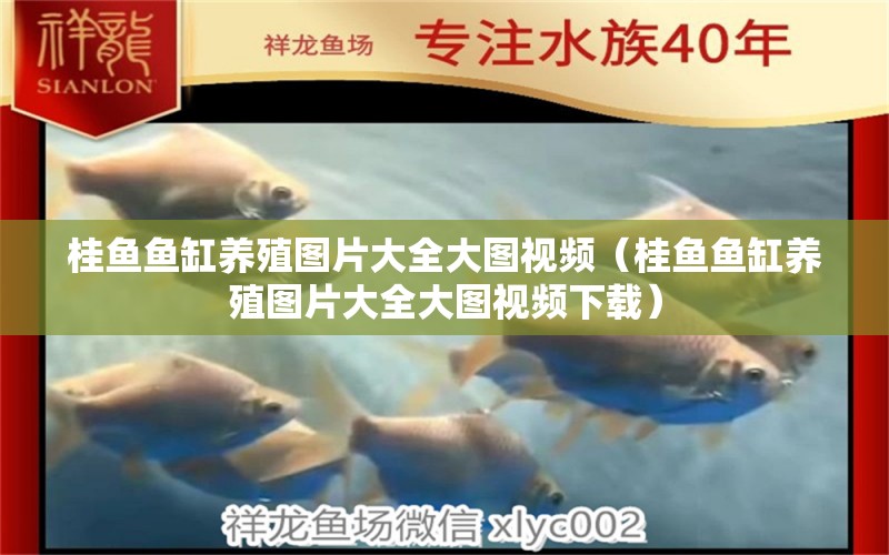 桂魚(yú)魚(yú)缸養(yǎng)殖圖片大全大圖視頻（桂魚(yú)魚(yú)缸養(yǎng)殖圖片大全大圖視頻下載） 麥肯斯銀版魚(yú)