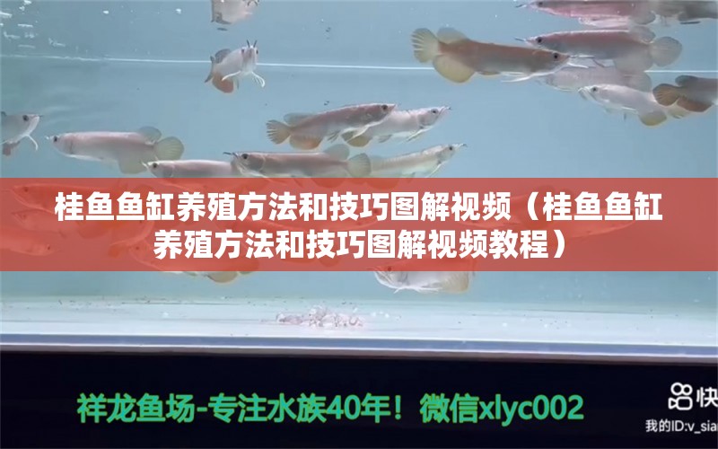 桂魚魚缸養(yǎng)殖方法和技巧圖解視頻（桂魚魚缸養(yǎng)殖方法和技巧圖解視頻教程） 其他品牌魚缸