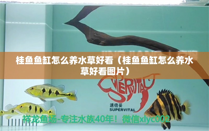 桂魚魚缸怎么養(yǎng)水草好看（桂魚魚缸怎么養(yǎng)水草好看圖片） 水草