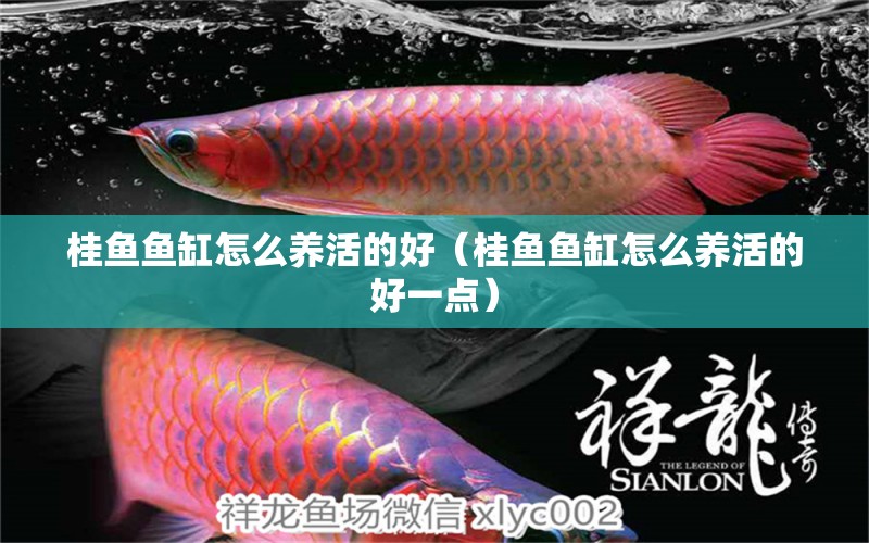 桂魚魚缸怎么養(yǎng)活的好（桂魚魚缸怎么養(yǎng)活的好一點）