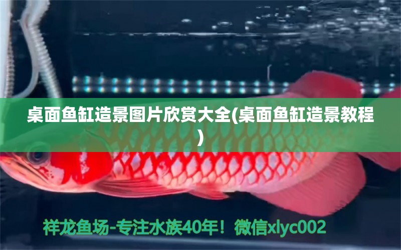 桌面魚缸造景圖片欣賞大全(桌面魚缸造景教程) 祥龍傳奇品牌魚缸