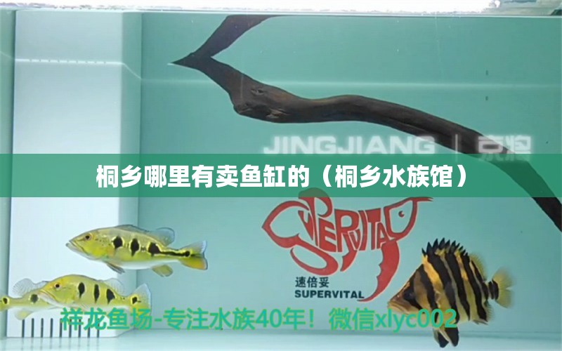 桐鄉(xiāng)哪里有賣魚缸的（桐鄉(xiāng)水族館） 觀賞魚 第1張