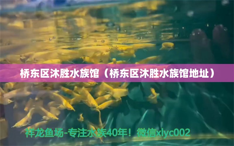 橋東區(qū)沐勝水族館（橋東區(qū)沐勝水族館地址） 全國(guó)水族館企業(yè)名錄