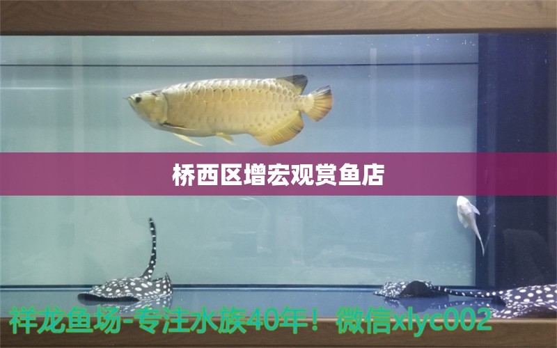 橋西區(qū)增宏觀賞魚店 全國水族館企業(yè)名錄