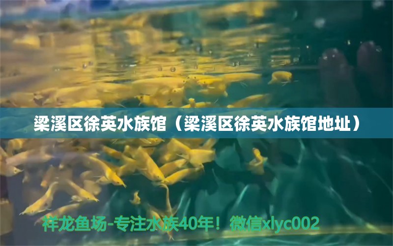 梁溪區(qū)徐英水族館（梁溪區(qū)徐英水族館地址） 全國水族館企業(yè)名錄