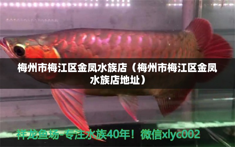 梅州市梅江區(qū)金鳳水族店（梅州市梅江區(qū)金鳳水族店地址）