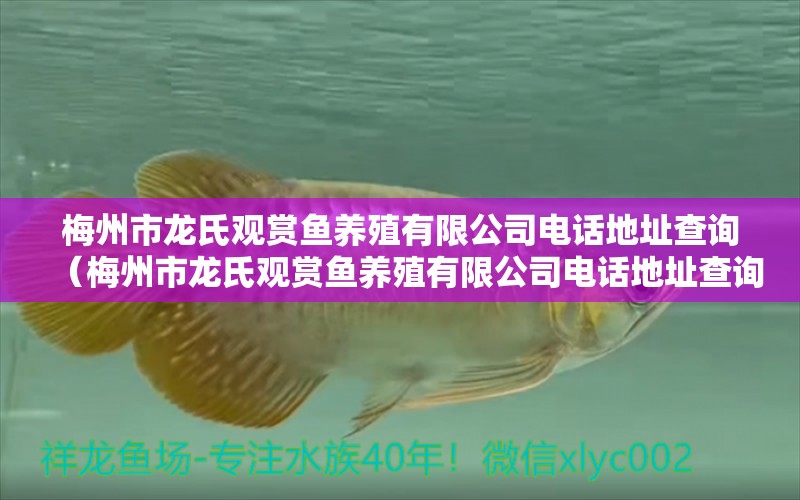 梅州市龍氏觀賞魚(yú)養(yǎng)殖有限公司電話地址查詢（梅州市龍氏觀賞魚(yú)養(yǎng)殖有限公司電話地址查詢） 祥龍魚(yú)場(chǎng)